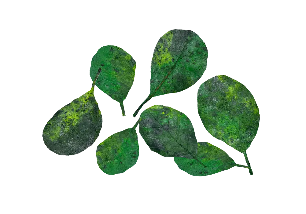 https://cdn.aquadecorbackgrounds.com/aquadecor-blob/d-35-green-catappa-leaves.webp