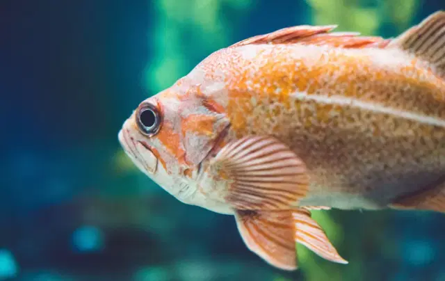 Aquarium-cleaning