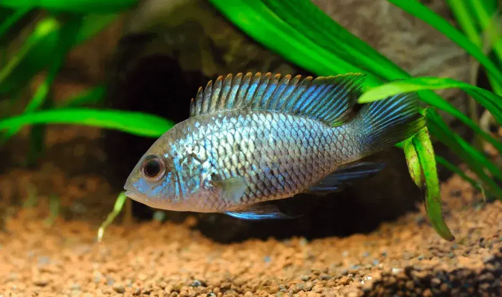 ELECTRIC-BLUE-ACARA