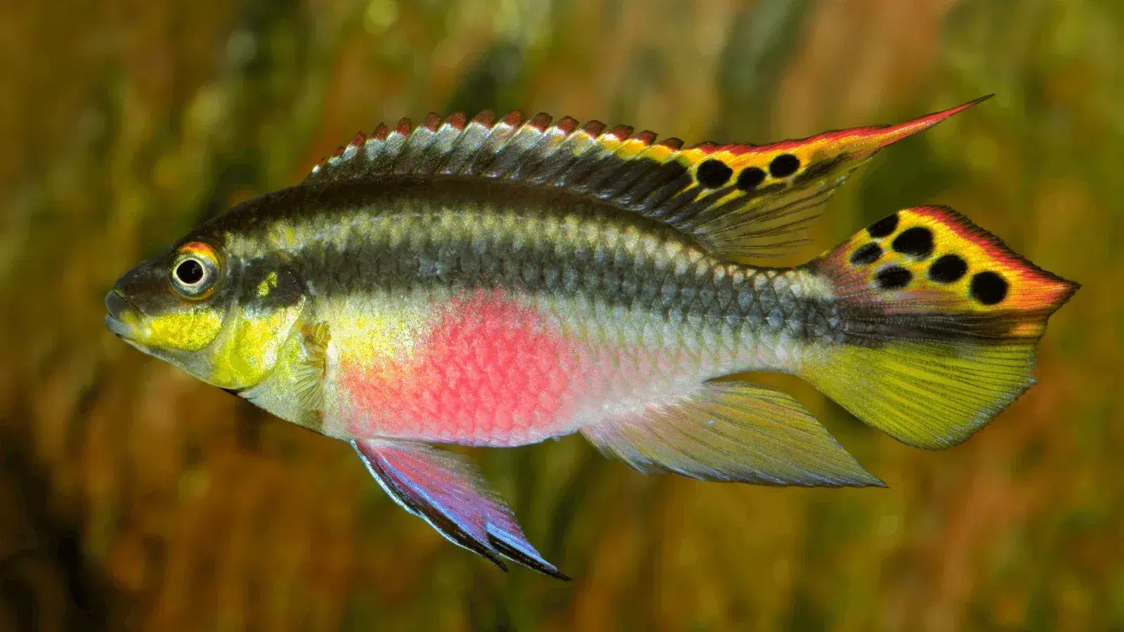 KRIBENSIS