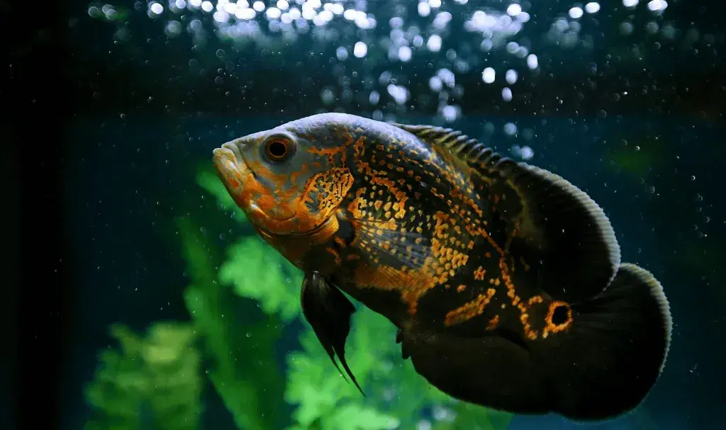 OSCAR-CICHLID