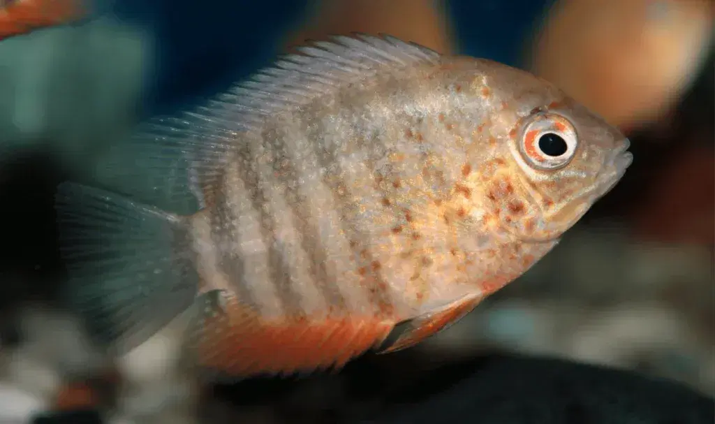 SEVERUMS