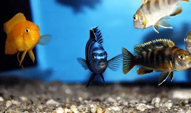 african-cichlids