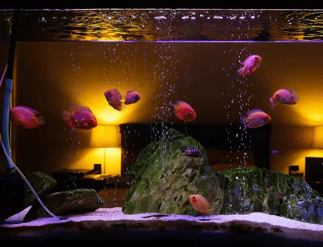 algae-in-aquariums