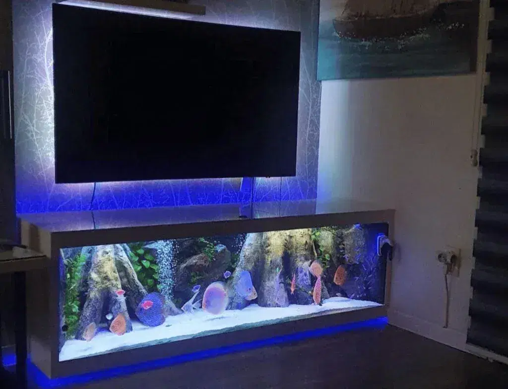 aquarium-algae
