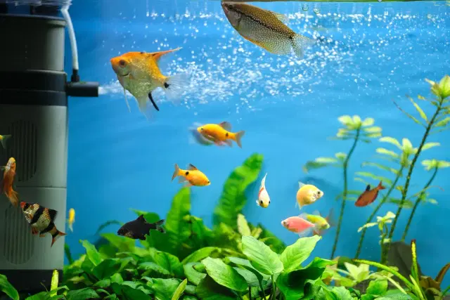 aquarium-filters-aquadecor