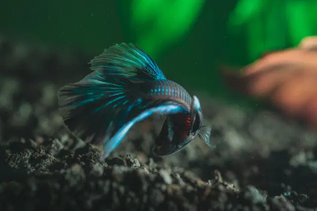 aquarium-fish