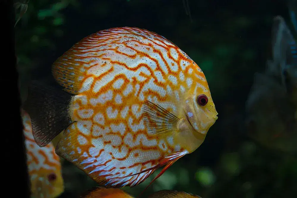 aquarium-fish-pet
