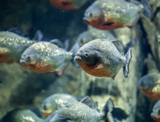 aquarium-piranhas
