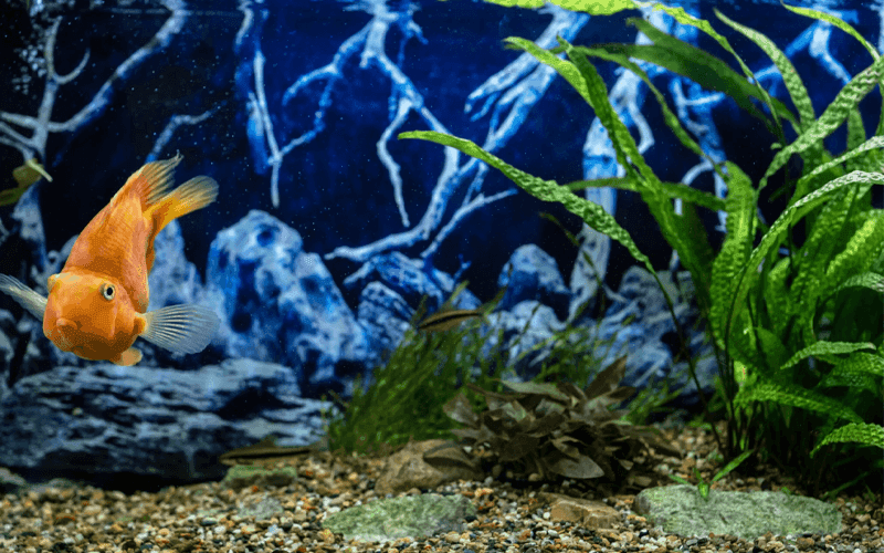 aquarium-plants