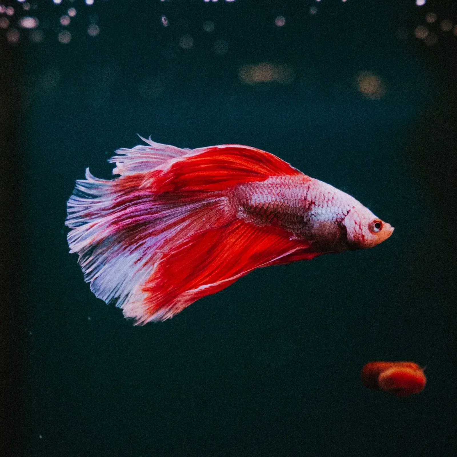 beta-fish