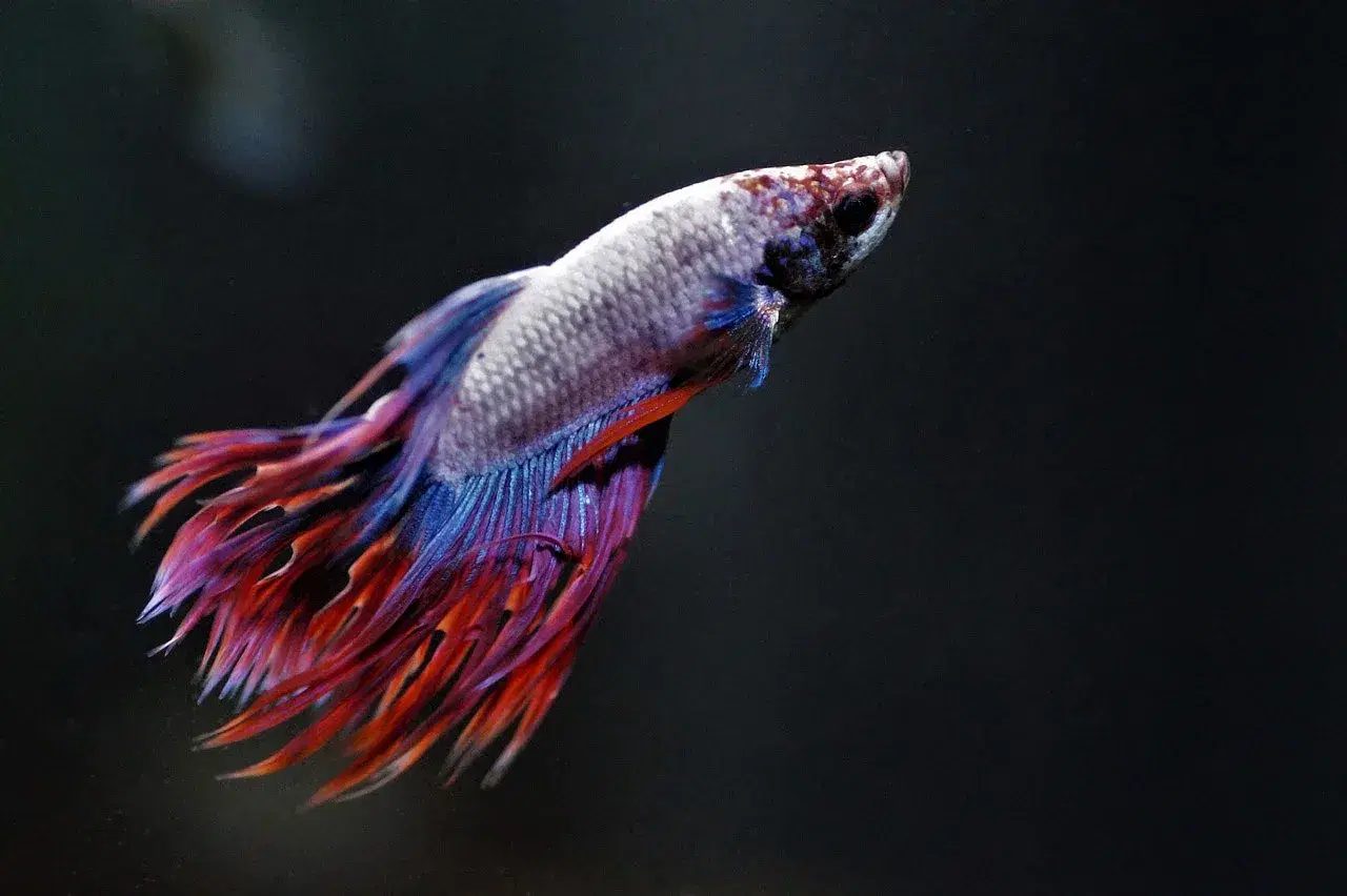 bettafish