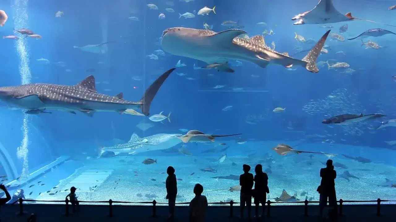 biggest-aquarium-japan