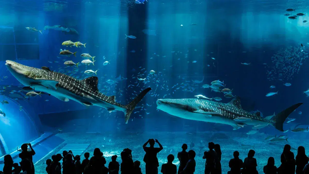 biggest-aquarium-osaka