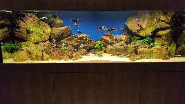 custom-aquarium-backgrounds