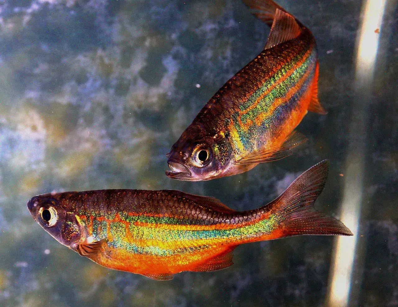 danio