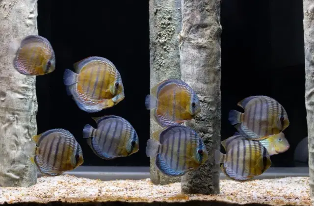 fish-tank-pets