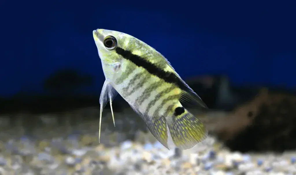 flag-cichlid