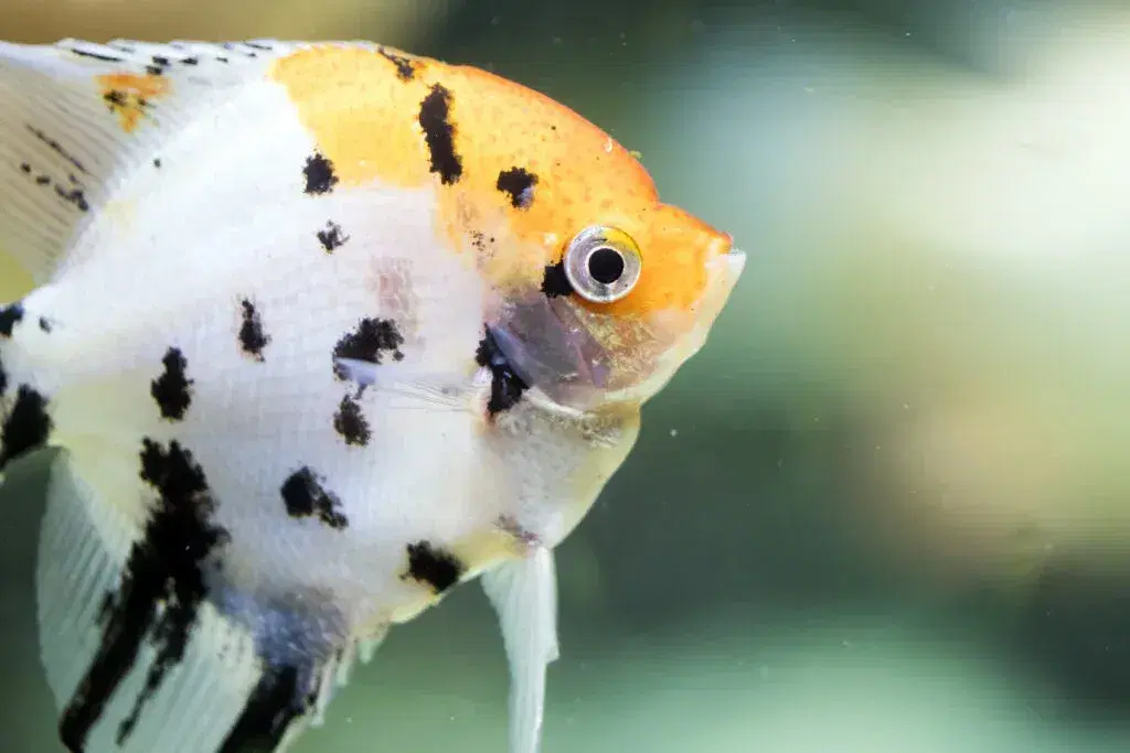 freshwater-angelfish