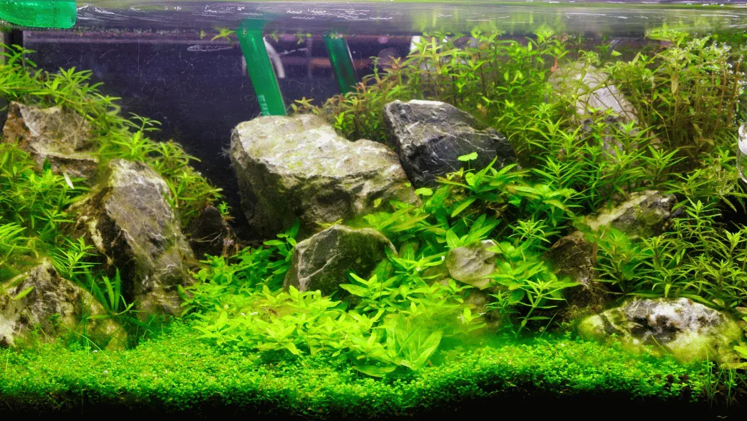 freshwater-aquarium