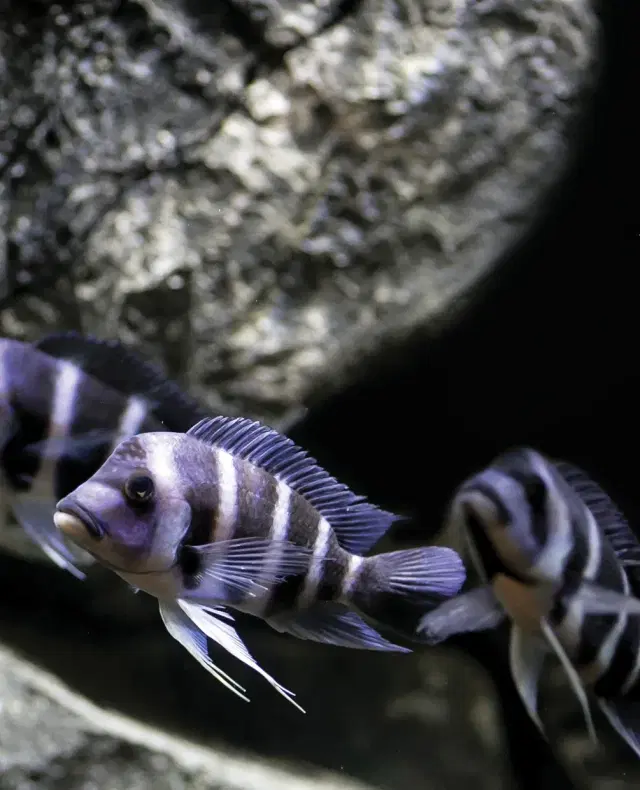 frontosa-cichlids