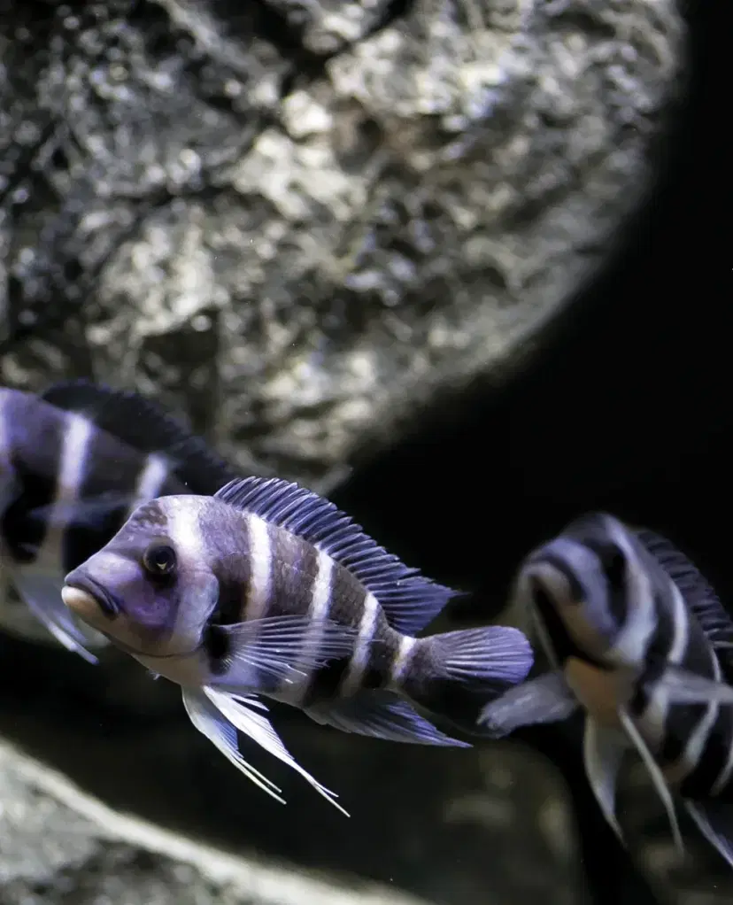 frontosa-cichlids