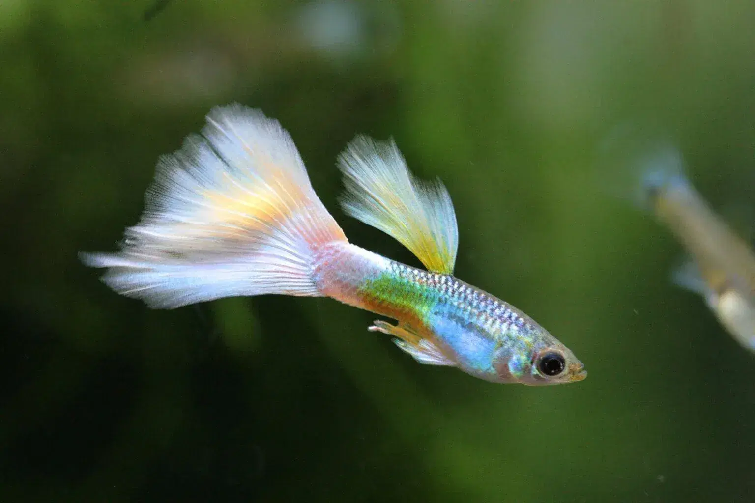 guppy-fish