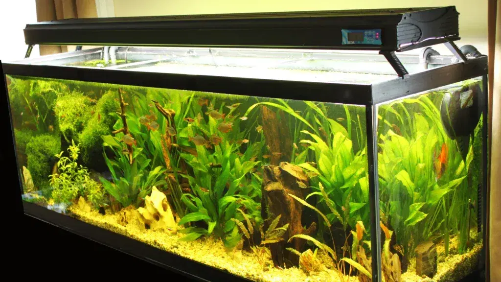 home-aquarium