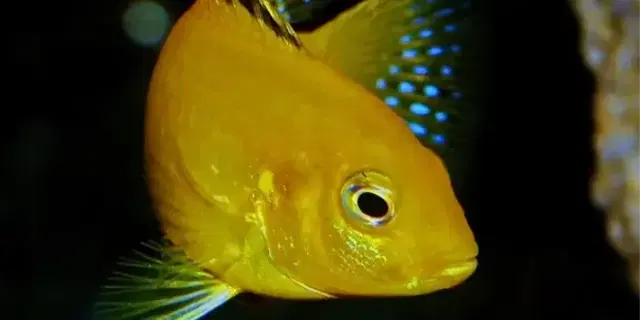 malawi-cichlid