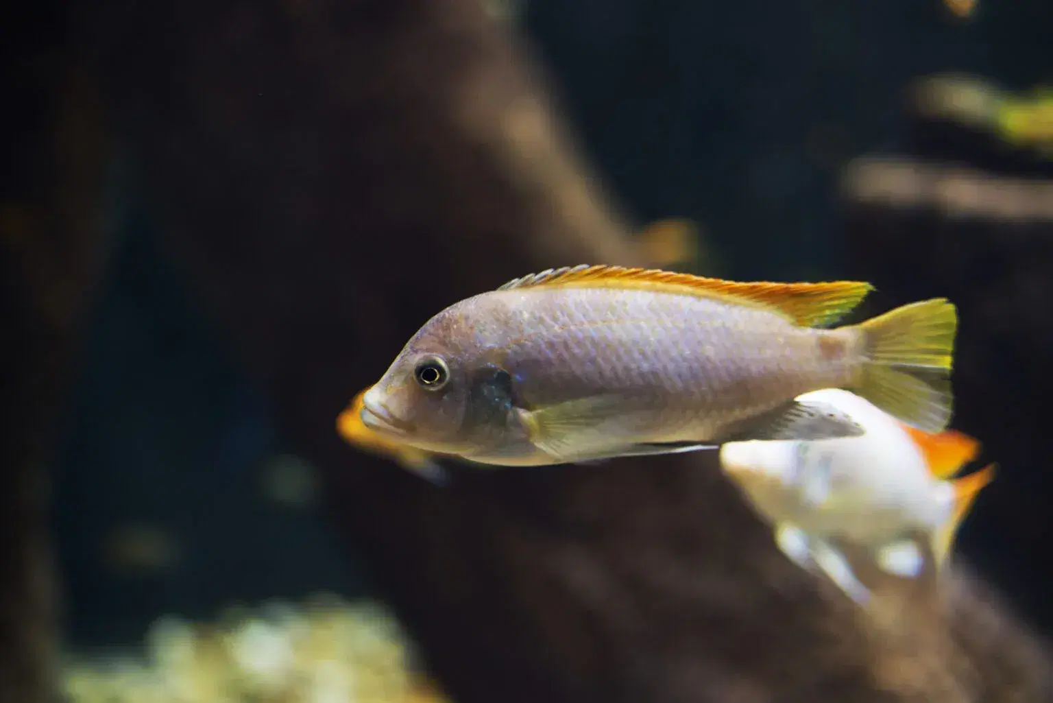 malawi-cichlids