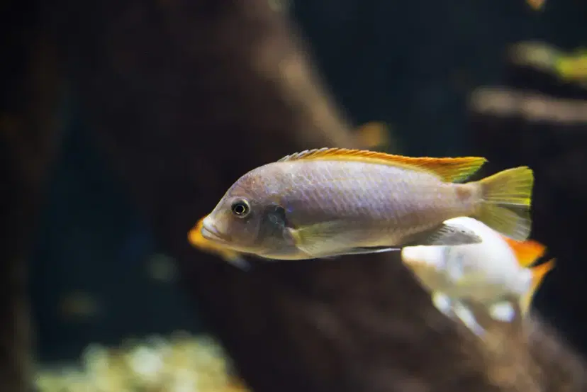 malawi-cichlids