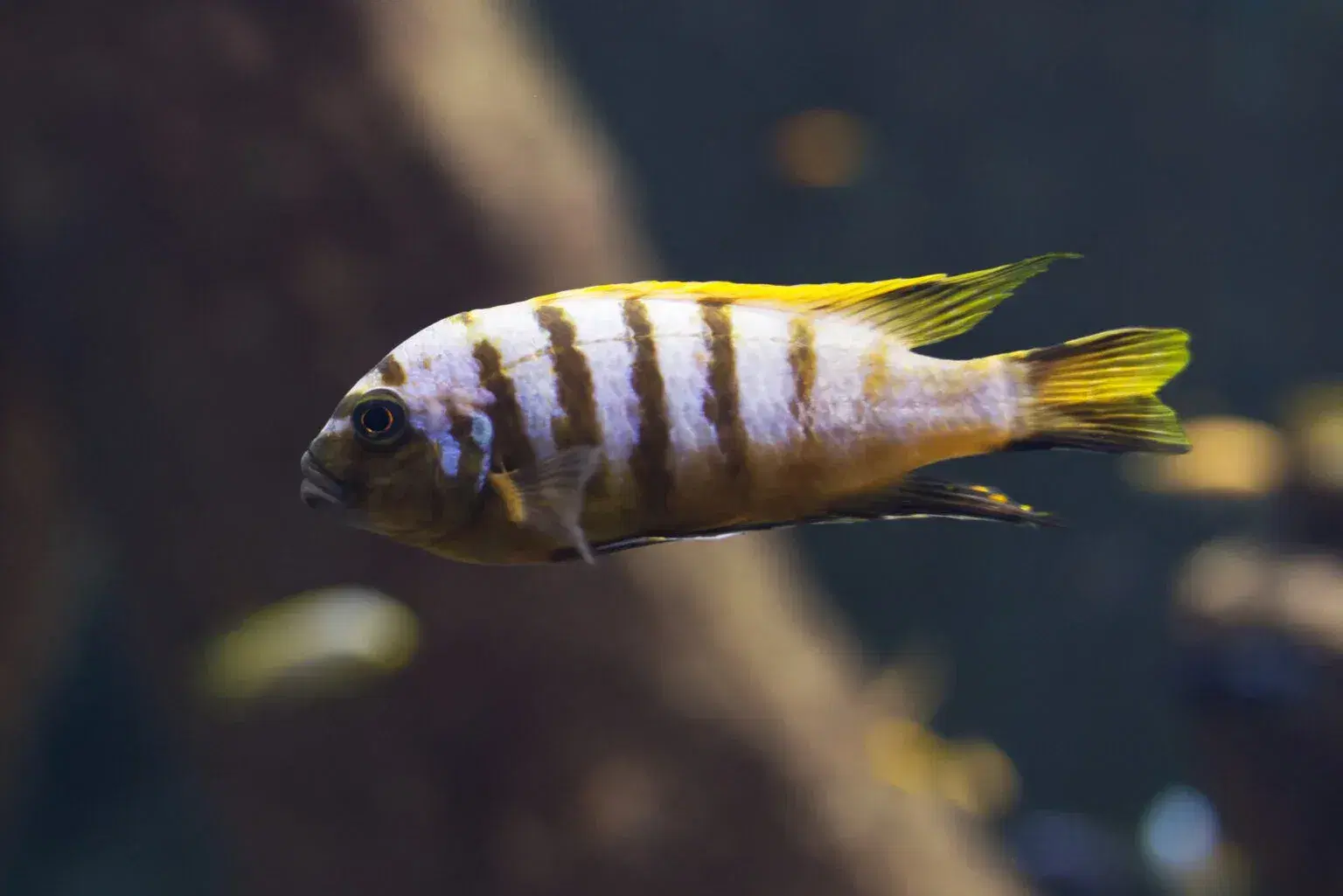malawi-cichlids-image