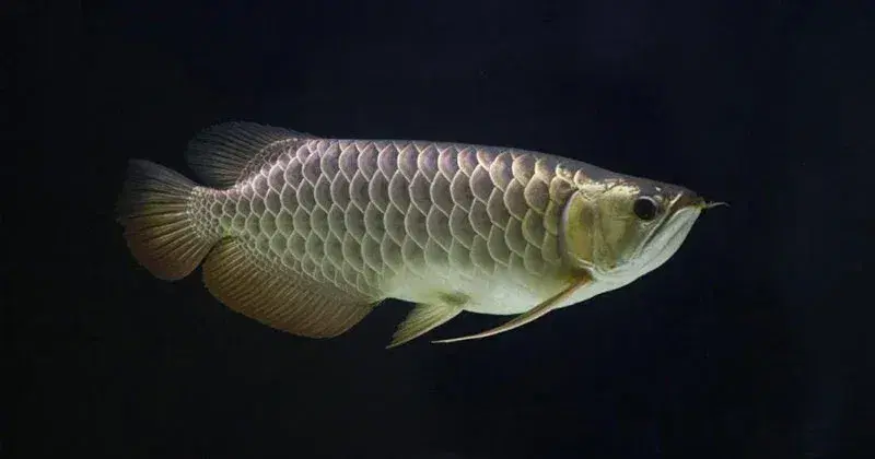most-expansive-fish