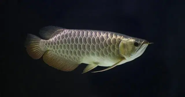 most-expansive-fish
