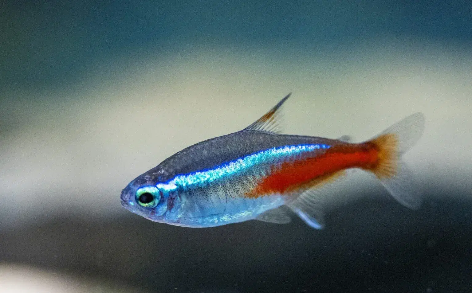 neon-tetra