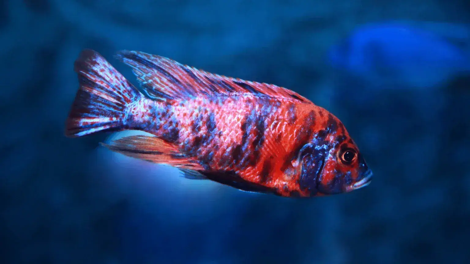 peacock-cichlid