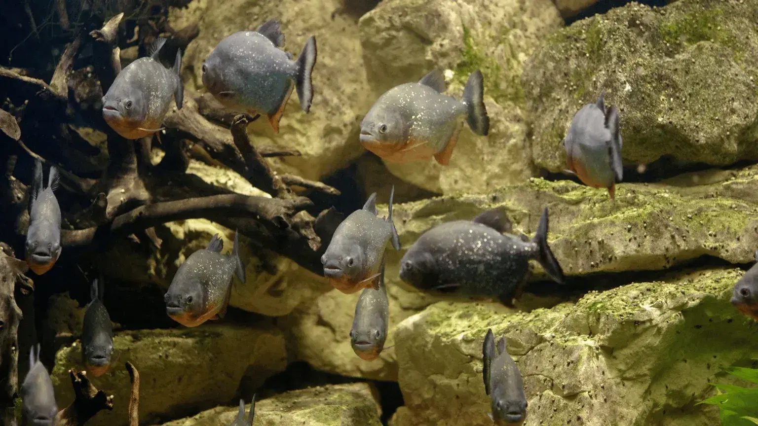 pirahnas-in-aquarium