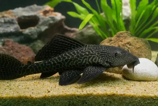 plecostomus-cleaner-fish