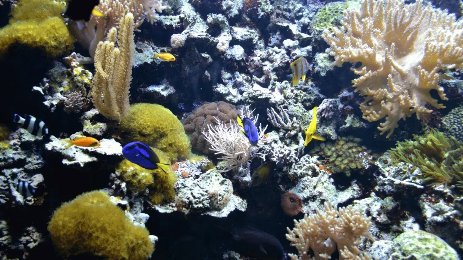 saltwater-aquarium