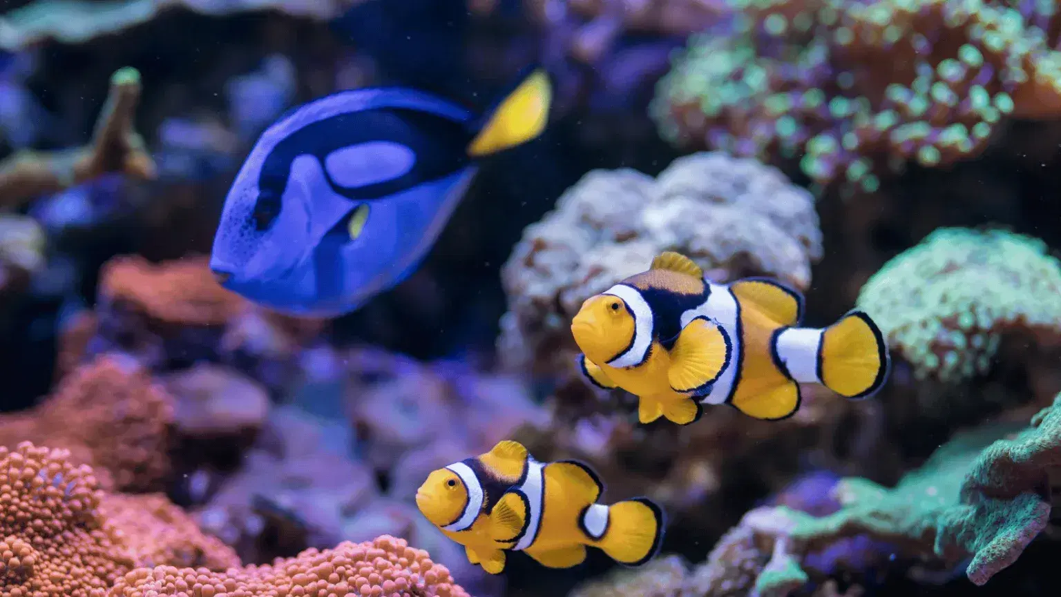 saltwater-aquarium-image