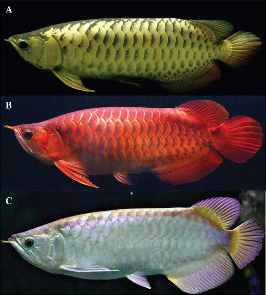the-most-expansive-fish