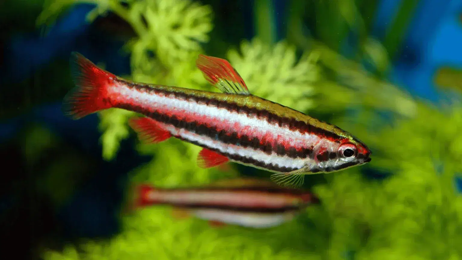 the-pencilfish