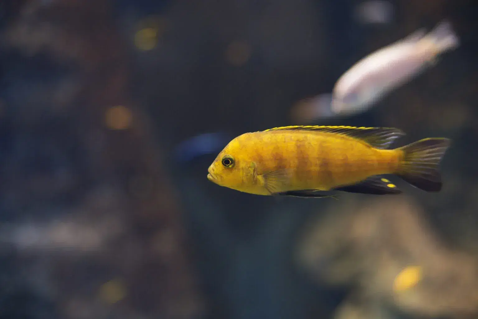 yellow-cichlid