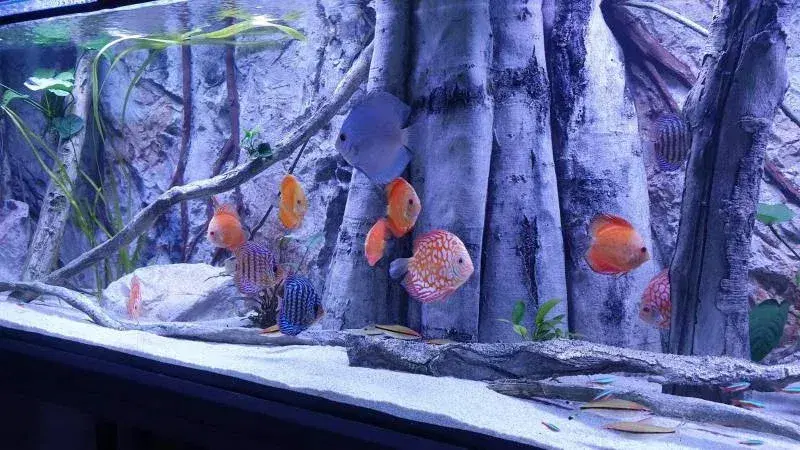 custom-amazonian-3d-background-for-aquariums-aquadecor