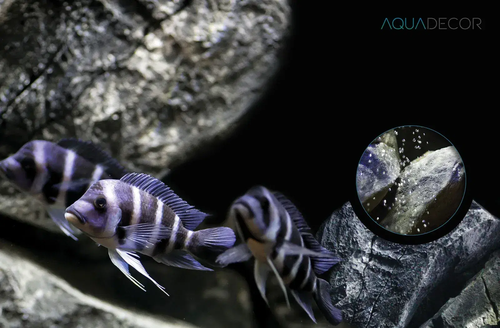 aquadecor-aquarium-backgrounds-experience