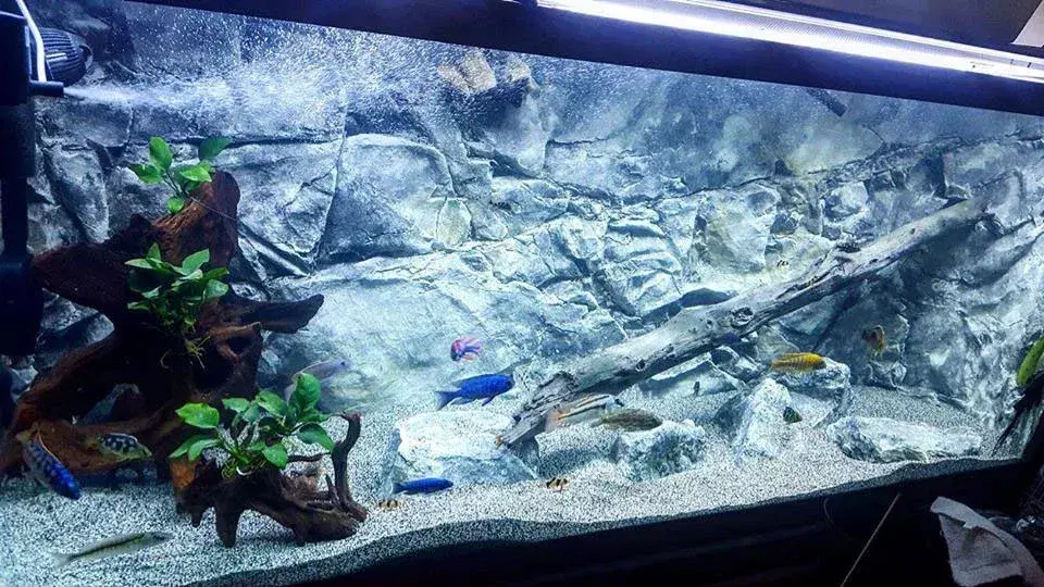 aquarium-3D-backgrounds-aquadecor