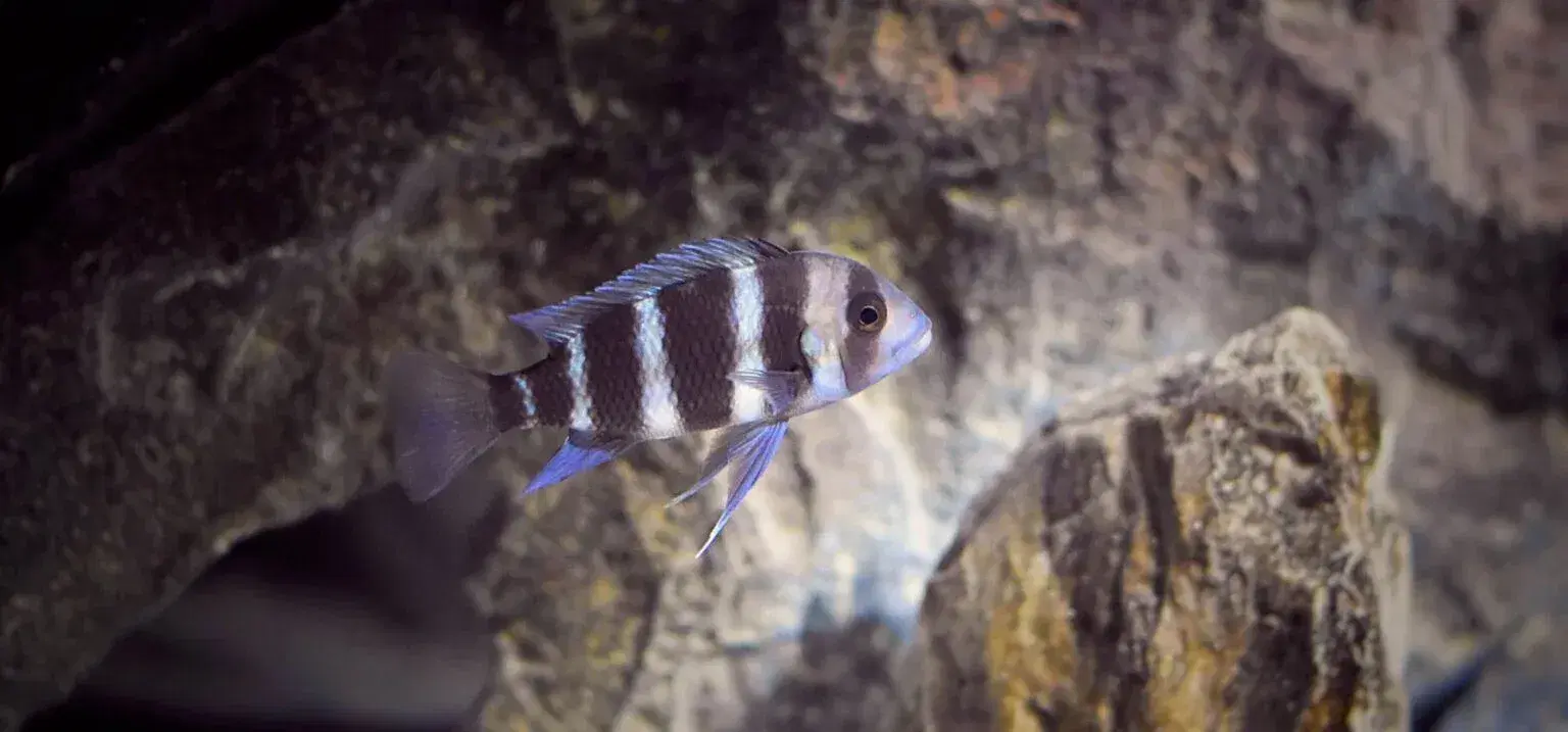 beautiful-tanganyika-cichlid-in-rocky-aquarium
