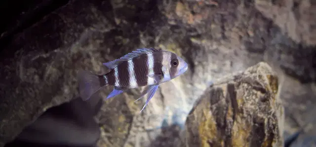beautiful-tanganyika-cichlid-in-rocky-aquarium-aquadecor-decorations-for-fish-tanks-scaled