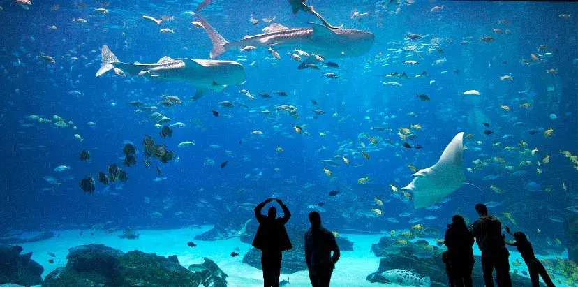 biggest-aquarium-georgia-aquarium