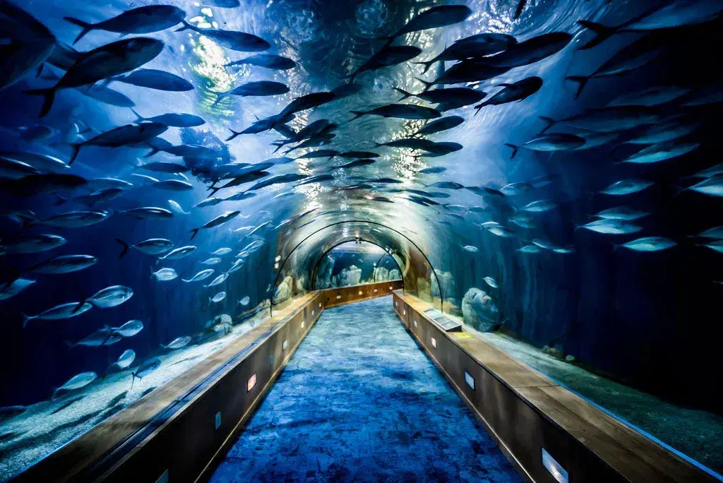 biggest-aquarium-loceanografic